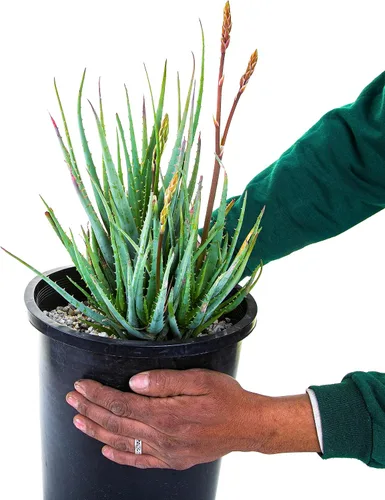 Vista 2 de Cactus Outlet - Planta viva de aloe vera para interiores y exteriores, planta de aloe elfo azul, planta de casa de aloe, planta viva lista