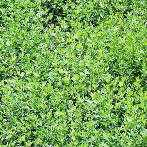 Vista 3 de Hancock Seed Co. Semillas de trébol de hoja de flecha Blackhawk, 5 libras.