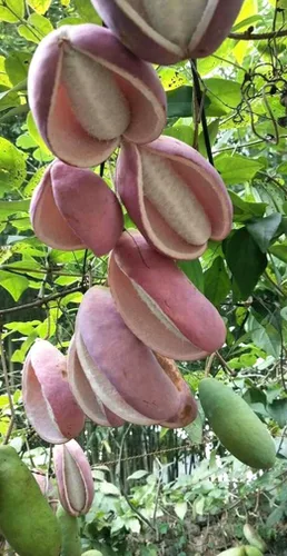 Vista 2 de Semilla de vid de fruta de chocolate Akebia Trifoliata, 25 unidades de Holboellia Latifolia