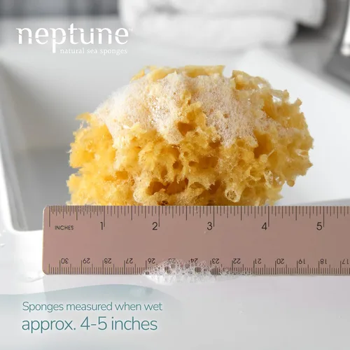 Vista 2 de Neptune - Esponja de mar caribeño, pequeña, aprox. 4-5 pulgadas, exfoliante Hand cut so size and shape vary slightly. Eco-friendly, biodegradable