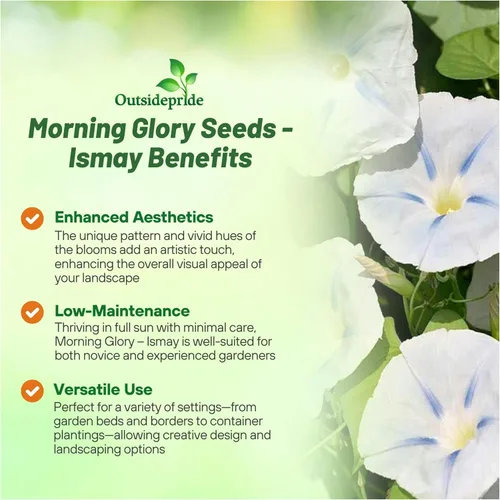 Vista 3 de Outsidepride Ismay Morning Glory Seeds - 250 unidades Semillas de flores anuales, trepadoras y enredaderas para plantar flores azul claro, ideales
