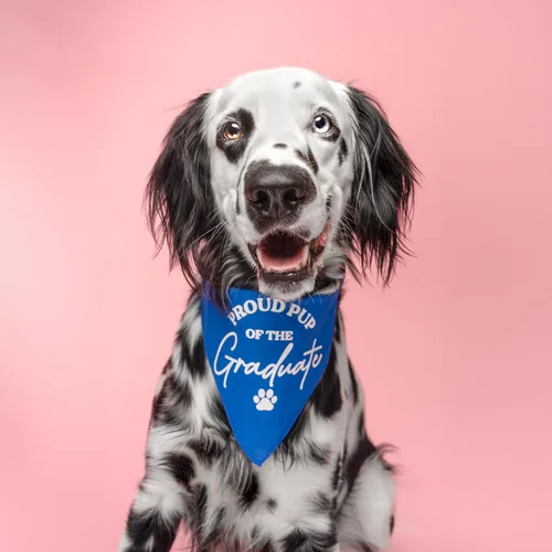 Vista 2 de Proud Pup of The Graduate Dog Bandana 100% algodón triángulo Hecho en Estados Unidos Prop Clase de 2025 2026 2027 2028 Negro, XS (737)