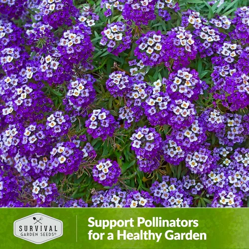 Vista 5 de Semillas de Alyssum para plantar - Sweet Royal Carpet Purple Alyssum - Flor perenne fragante y cobertura del suelo - Semillas autóctonas