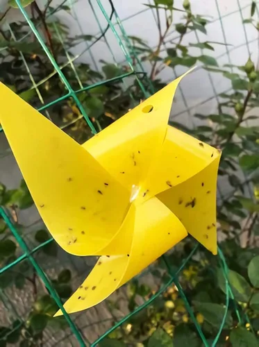 Vista 7 de Trapro trampas adhesivas amarillas para insectos voladores, para mosquitos de los hongos, áfidos, moscas blancas, minadores, arañuelas y otros