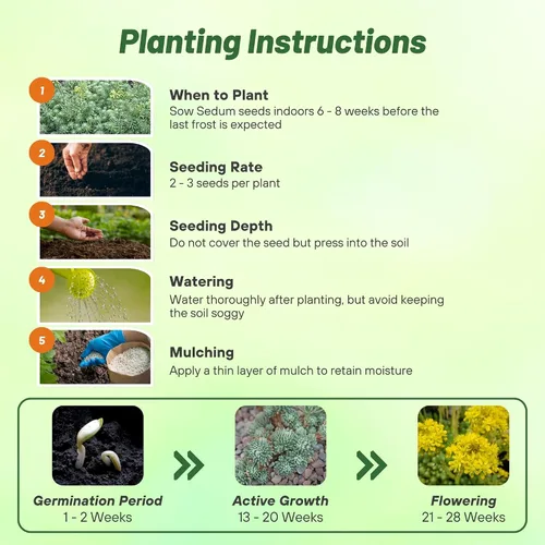 Vista 4 de Outsidepride Oracle Sedum Seeds - 100 semillas perennes de cobertura del suelo para plantar, plantas suculentas resistentes al frío y tolerantes al