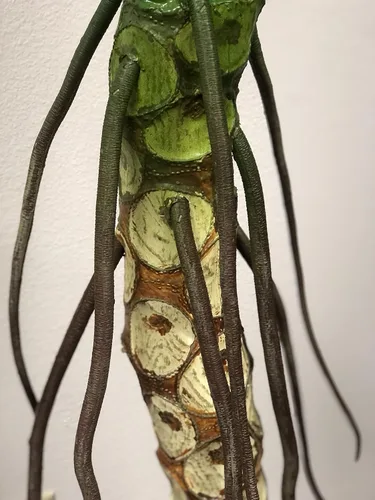 Vista 2 de AMERIQUE Árbol artificial de seda de palmera filo dividida tropical de 7 pies con maceta de plástico para vivero, con hojas gigantes, tecnología