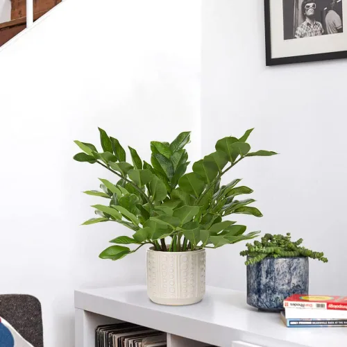 Vista 4 de Briful Planta artificial ZZ y cadena artificial de corazón con maceta de cerámica para el hogar, dormitorio, mesa, estante de oficina, decoración