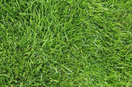 Vista 4 de Semilla de césped Festuca Alta Kentucky 31 K31 de Eretz - ¡Elige el tamaño! Certificado por el estado, sin rellenos, sin malas hierbas u otras