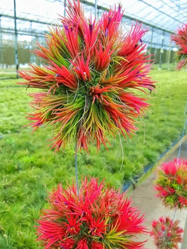 Vista 3 de Plantas de aire vivo – Grupo colgante de fuego Ionantha – Planta de aire de 2 a 3 pulgadas con 3 – 5 plantas – Color y forma varían según