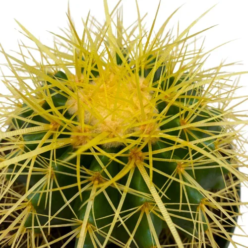 Vista 4 de BubbleBlooms Cactus de barril dorado en maceta de 6 pulgadas Echinocactus Grusonii, cactus de bola de oro