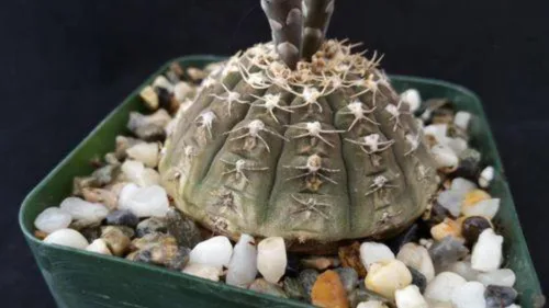 Vista 6 de Gymnocalycium ragonesii Cactus Cactus Suculenta Planta Real