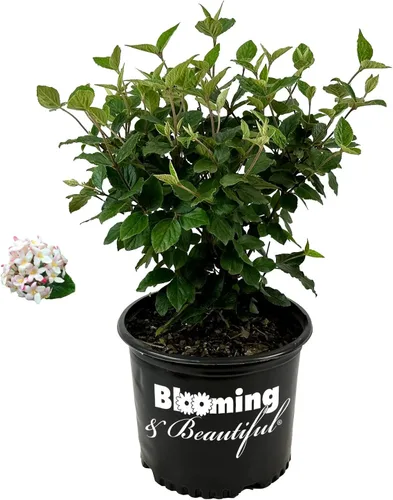 Vista 8 de Garden Debut Moonlit Lace Viburnum - Arbusto de flores vivas, 3 galones