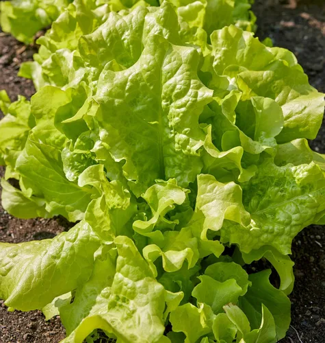 Vista 3 de Semillas de lechuga negras Seeded Simpson de Burpee, 2000 semillas