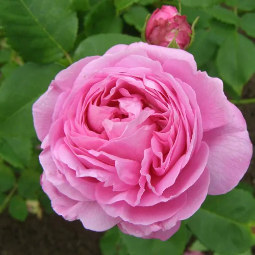 Vista 3 de Heirloom Roses Planta de rosas Louise Odier, planta viva de borbones para plantar al aire libre