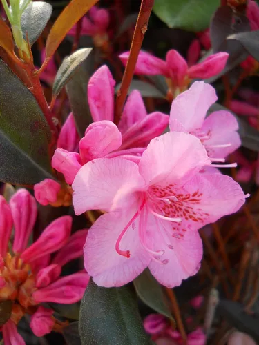 Vista 2 de Rododendro 'Aglo' (Rododendro) Perenne, flores rosas, #2 - Tamaño Contenedor