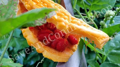 Vista 2 de Ampalaya 20 Seeds Oficina Filipina de Industria Vegetal Amargo Melón Amargoso Semilla