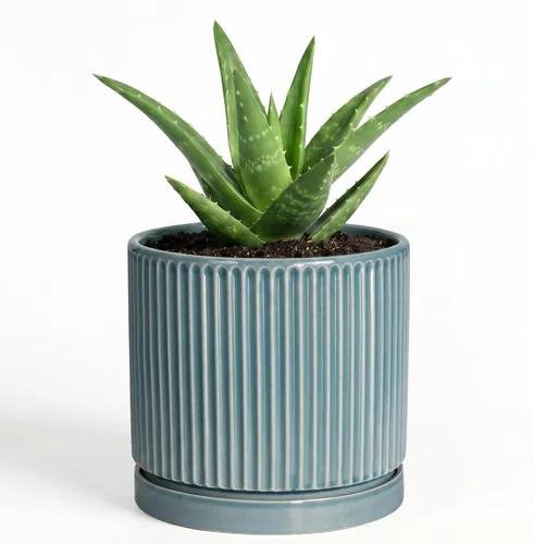 Vista 12 de 8 Inch Flower Pot, Ceramic Planters, Round Plant Pot, Beige
