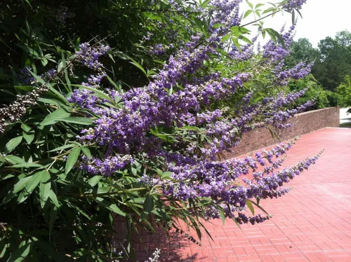 Vista 3 de 25 semillas de flor de pimienta de monje Vitex Agnus Castus