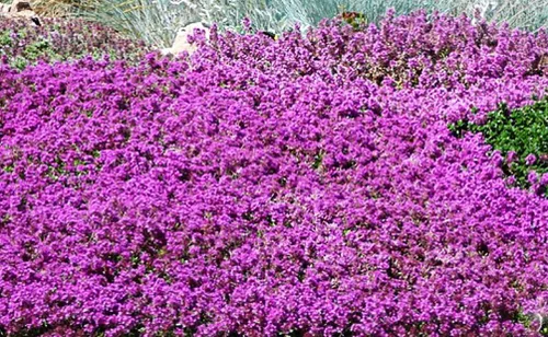 Vista 7 de Más de 1500 semillas de tomillo rastrero púrpura rosa cubierta de suelo reliquia, sin OMG