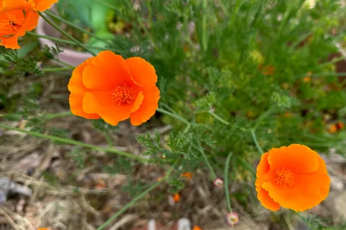 Vista 3 de Plant Good Seed Semillas de amapola de California, paquete de 300, semillas tradicionales para plantar flores, suministros de jardinería, jardín