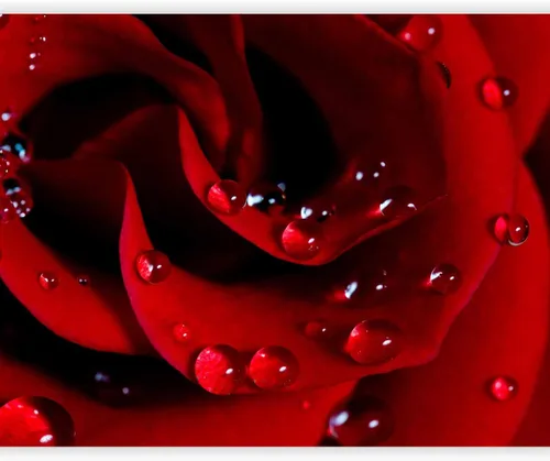 Vista 11 de artgeist Mural de pared con rosas de 138 x 106 pulgadas, papel tapiz no tejido de forro polar para decoración de pared, impresión fotográfica, #05