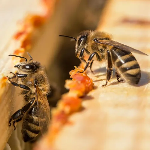 Vista 8 de Herb Pharm Extracto de hierbas líquido de propóleos: Apoyo inmunológico de propóleos Propóleo de abeja para el bienestar Extracto líquido