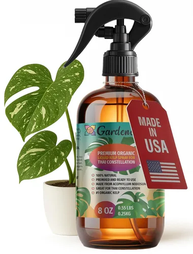 Vista 22 de GARDENERA Spray orgánico profesional de algas marinas para plantas AGLAONEMA – 8 oz – Rocío fertilizante de algas marinas y algas marinas totalmente