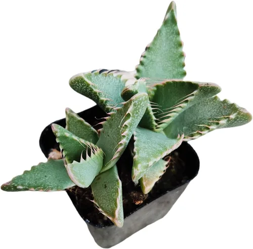 Vista 5 de Plantas suculentas de cactus vivos de USKC (2 "Pot Aloe Juvenna 'Tiger Tooth Aloe')