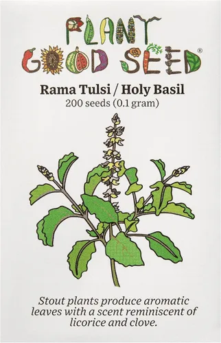 Vista 3 de Plant Good Seed Colección de semillas orgánicas de albahaca sagrada Tulsi, 3 paquetes/200 semillas cada una, semillas tradicionales de Kapoor, Rama