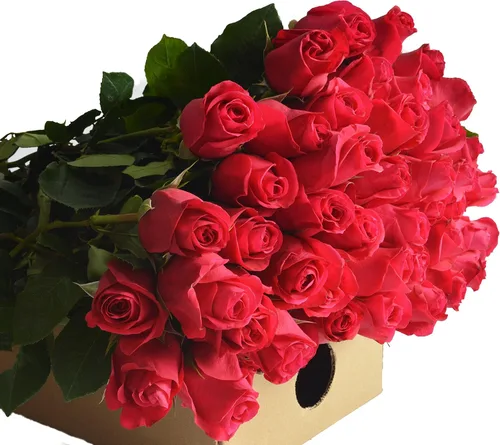 Vista 6 de Blooms2Door - 25 Rosas Rosadas (Fresco - 19.7 in) - Flores Frescas para Cumpleaños, San Valentín y Día de la Madre
