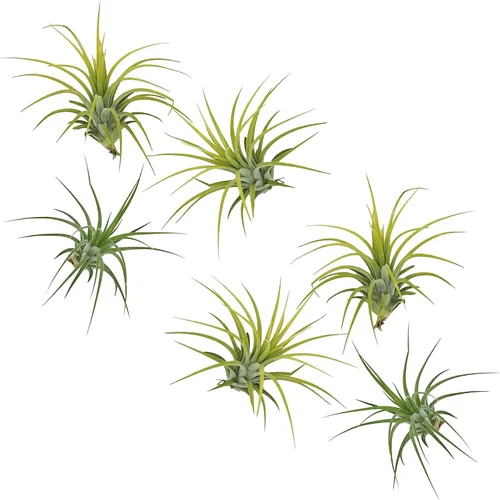 Vista 6 de ragnaroc Plantas de aire – Druida Tillandsia Ionantha, Regular 2-3 pulgadas – 3 ct – Llegada viva garantizada – Plantas de interior para decoración