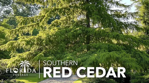 Vista 9 de Árbol de cedro rojo del sur 30 plantas vivas Juniperus virginiana Silicicola Árboles resistentes de hoja perenne de rápido crecimiento