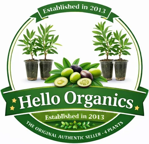 Vista 2 de Olivos Arbequina (negro) Incluye cuatro (4) plantas vivas
