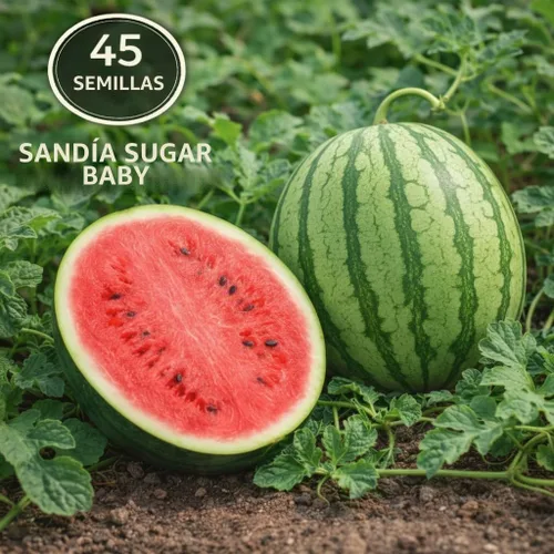 Vista 2 de 45 semillas de sandía Sugar Baby para plantar, sandía compacta de carne roja dulce para jardín en casa
