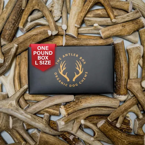 Vista 7 de The Antler Box - Masticables prémium para perros con cuernos de ciervo (paquete a granel de 1 libra) (pequeño de 7 a 8 cuernos/libra)