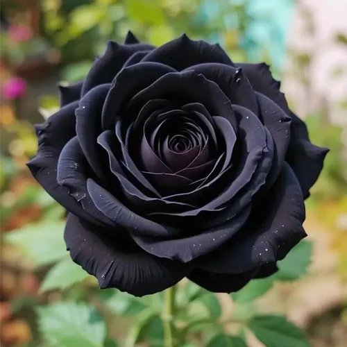 Vista 4 de Más de 265 semillas de rosas mixtas para plantar, semillas de flores tradicionales sin OMG