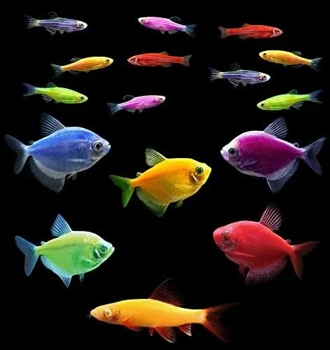 Vista 7 de Colecciones de peces vivos GloFish (10G Active)