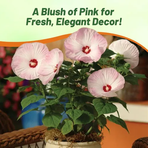 Vista 5 de Outsidepride Luna Pink Swirl - Semillas de hibisco – 10 semillas de flores perennes para plantar aptas para polinizadores, flores grandes