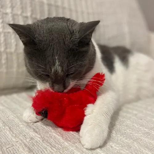 Vista 10 de SPOT Song Birds - Juguete para gatos con hierba gatera activada por el tacto, imita canciones reales de pájaros, juguete que funciona