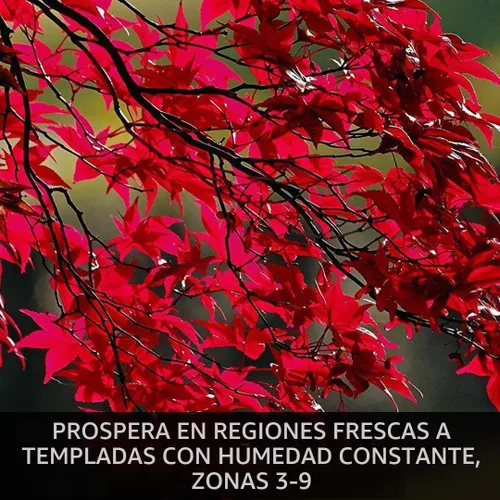 Vista 2 de Más de 50 semillas de arce rojo para plantar al aire libre - Semillas de árbol de arce tradicional (Acer rubrum)