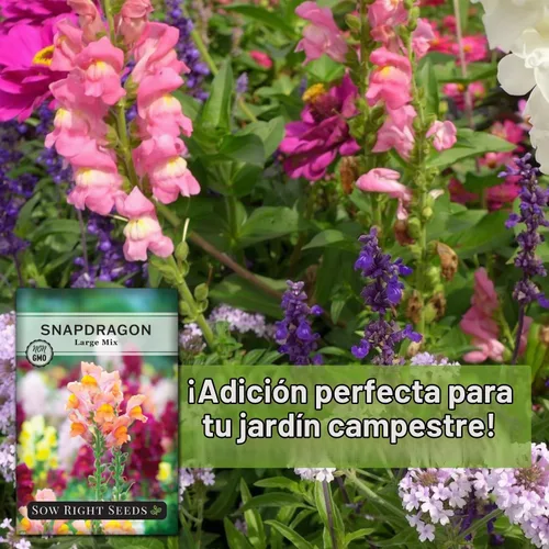Vista 5 de Sembrar semillas correctas - Mezcla grande de semillas de dragón para plantar jardín de flores
