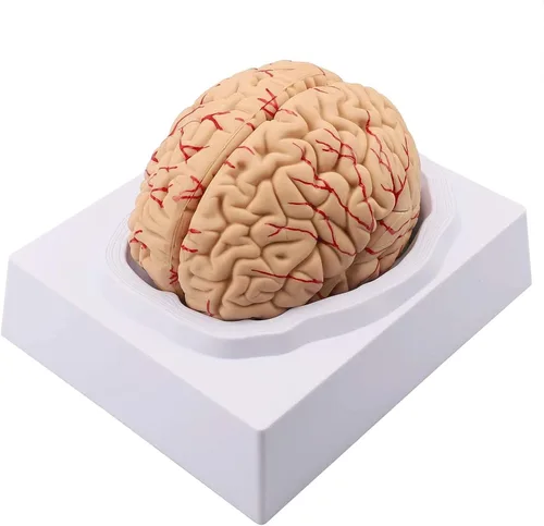 Vista 2 de Modelo de cerebro humano de anatomía 1:1 Modelo de cerebro anatómico Tamaño de la vida 8 piezas Modelo de anatomía para exhibición de enseñanza