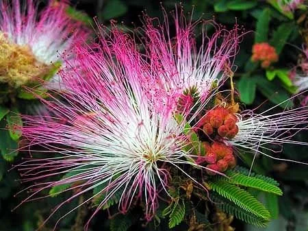 Vista 2 de Plantas Sensibles Mimosa Púdica 50+ Semillas