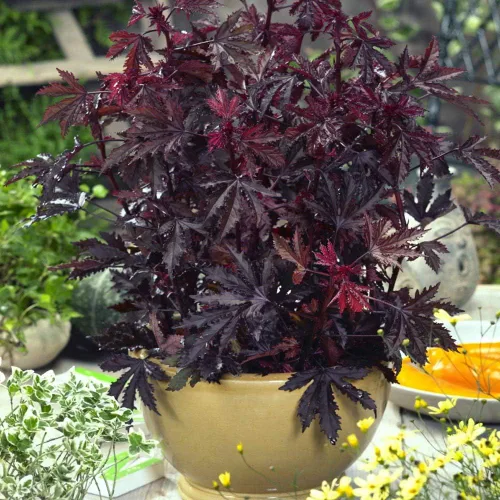Vista 7 de Outsidepride Semillas de hibisco esplendor de caoba – 20 piezas de semillas de flores perennes para plantar polinizadores, follaje elegante y denso