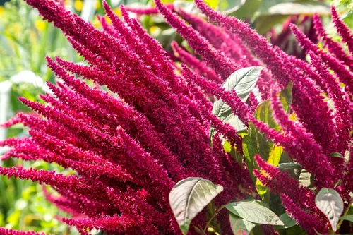 Vista 2 de Amaranto Paniculatus Semillas de mango rojo para plantar más de 400 semillas Plantas exóticas Jardín