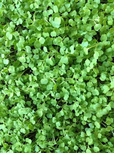 Vista 2 de Semillas de rúcula, semillas de brote de rúcula, microverde, brotación, 5 libras, sin OMG – Marca Country Creek Acres – Alta germinación de brotes