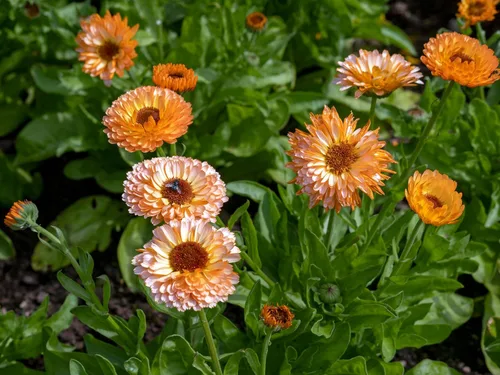 Vista 3 de 500 Colores Mezclados Fancy Mix Pot Caléndula Caléndula Officinalis Semillas De Flor