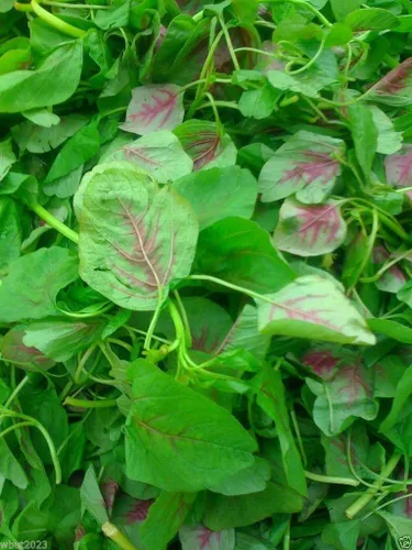 Vista 3 de Semillas de espinacas chinas: amaranto comestible, hoja de rayas rojas, calla roja jamaicana (semillas de 1 onza)