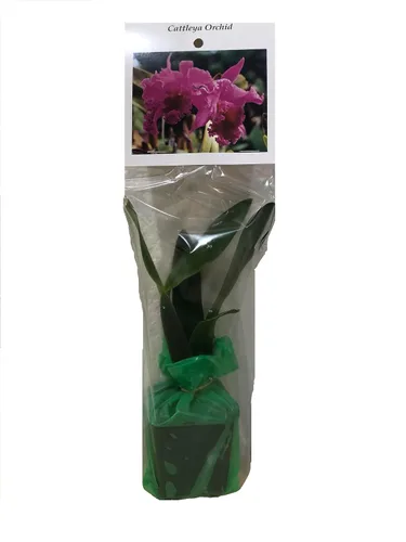 Vista 3 de Cattleya Orchid Hawaiian Starter Plant 5-8 pulgadas