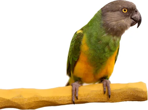 Vista 2 de Grooming Geo NU Perch® para loros gris africano, Amazonas, cacatúas, eclectos
